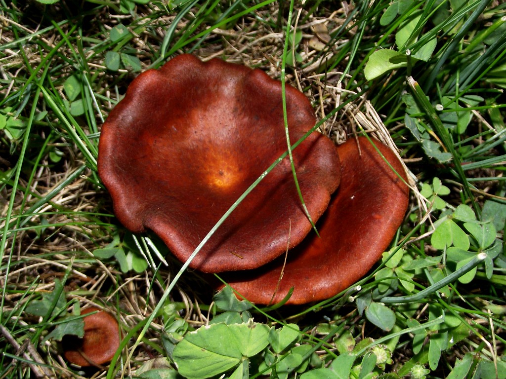 Dunkler Ölbaumpilz - Ansicht von oben. Der Dunkle Ölbaumpilz erscheint in orangenen bis rotbräunlichen Farbtönen. Die Oberflächen sind seidig glänzend. 